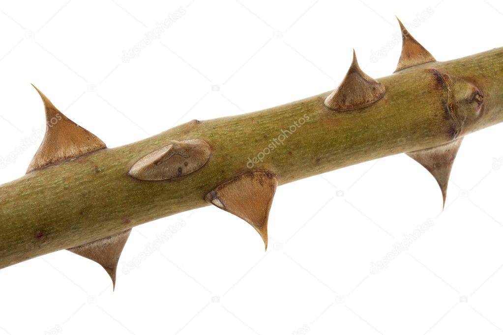 Thorns - macro of rose buch twig
