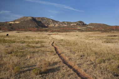 sığır colorado dağa vadide iz