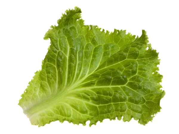 Zelený list hlávkového salátu — Stock fotografie