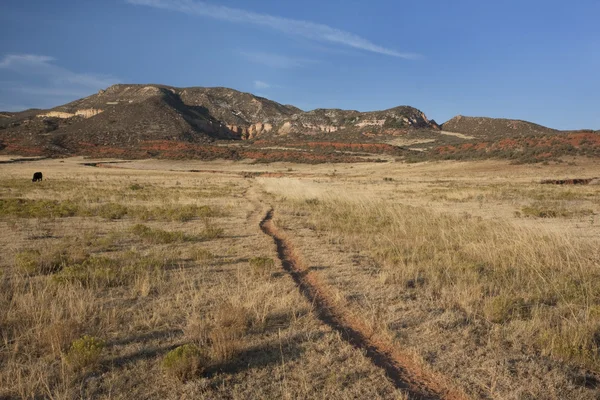 Скотный след в горной долине Колорадо — стоковое фото