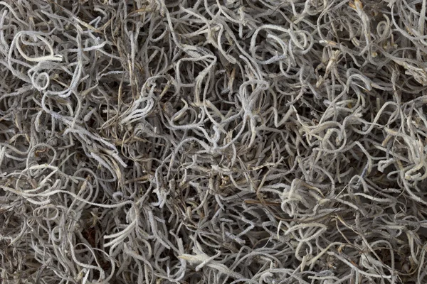 Hiszpański moss tło — Zdjęcie stockowe