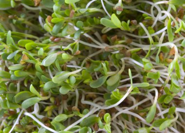 Alfalfa sprouts background clipart