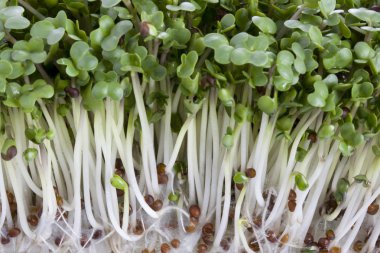 Broccoli sprouts macro clipart