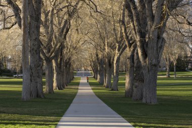 Allee with old American elm trees - the Oval at clipart