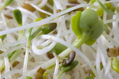 Spicy sprouts: alfalfa and radiish clipart