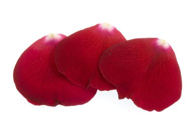 Three red rose petals clipart