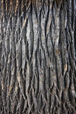 Giant cottonwood tree trunk