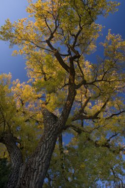 Giant cottonwood tree with golden leaves clipart