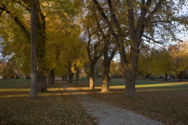 Alley with old American elm trees clipart