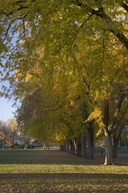 American elm trees in gold fall colors clipart