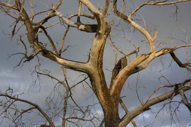 ölü cottonwood ağaç