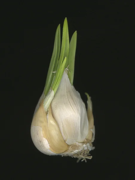 Луковица чеснока начинает расти — стоковое фото