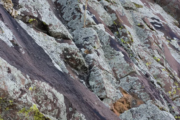 地衣の背景を持つ砂岩の岩 — ストック写真