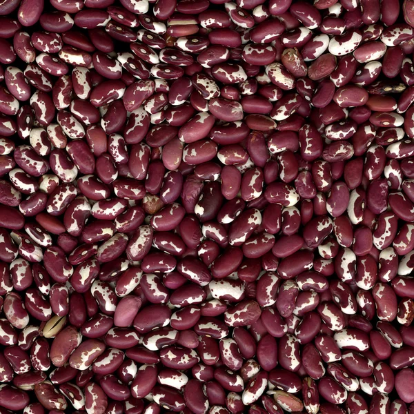Anasazi beans, purple and white — Stock Photo, Image