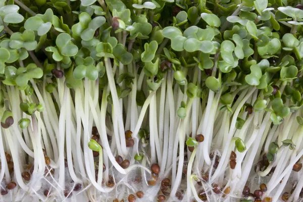 Брокколи ростковый макрос — стоковое фото