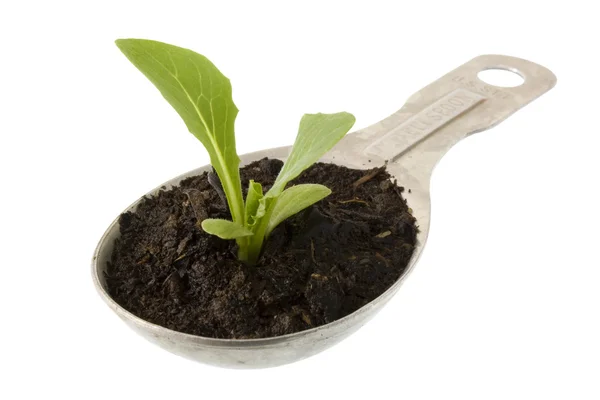 New lettuce plant growing on tablespoon — Stock Photo, Image