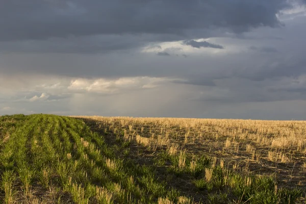 Fältet och stormig himmel — Stockfoto