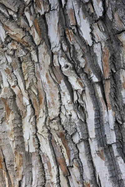 Texture of old cottonwood tree — Stock Photo, Image