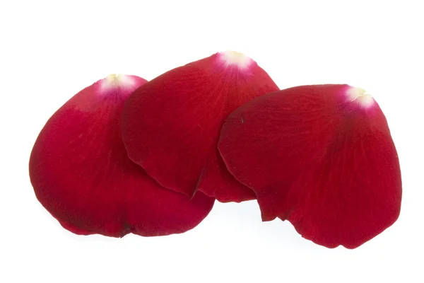 Tres pétalos de rosa roja — Foto de Stock
