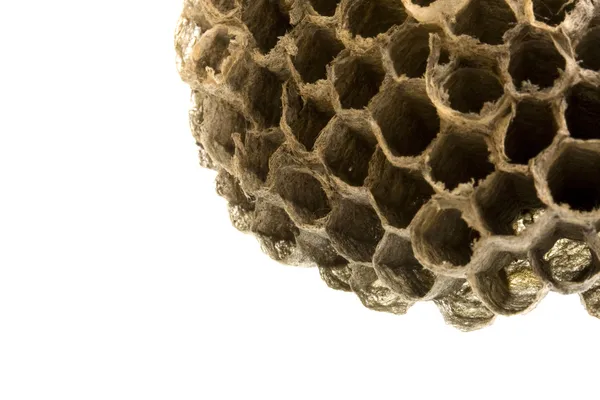 빈 말 벌 둥지 — 스톡 사진
