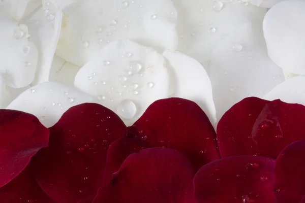 Vermelho e whire pétalas de rosa — Fotografia de Stock