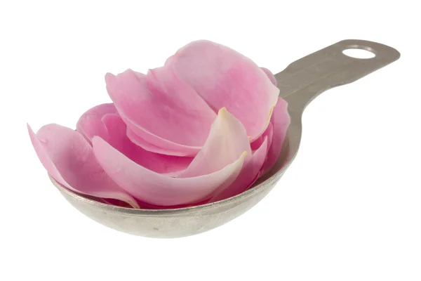 Розовые лепестки роз на столовой ложке — стоковое фото