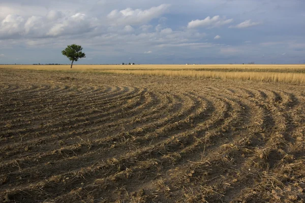 Campo arato dopo la raccolta del grano — Foto Stock