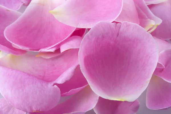 핑크 장미 꽃잎의 매크로 촬영 — 스톡 사진