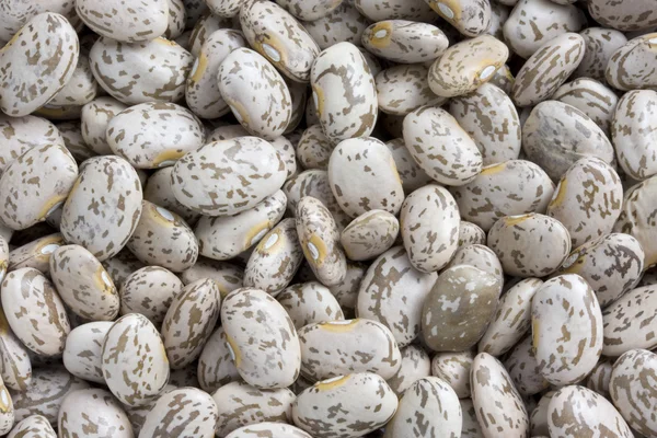 Pinto or mottled beans — Stock Photo, Image