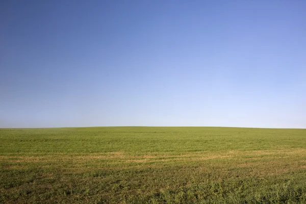 Groen veld na hooi oogst — Stockfoto