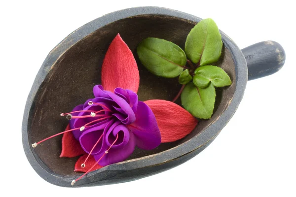 Fuchsia flower in a wooden scoop — Stock Photo, Image