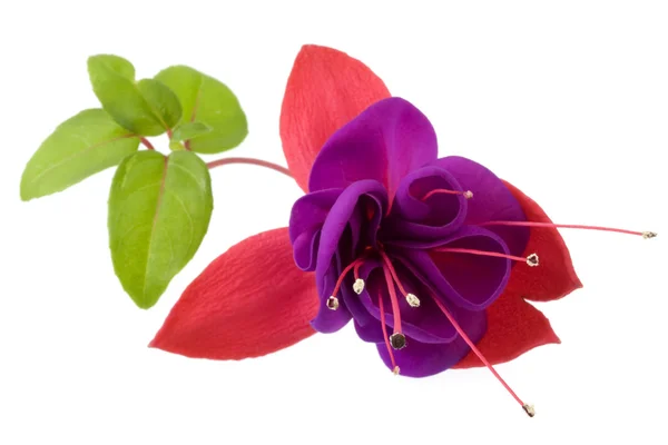 Dunkle Augen fuchsia Blume Makro — Stockfoto