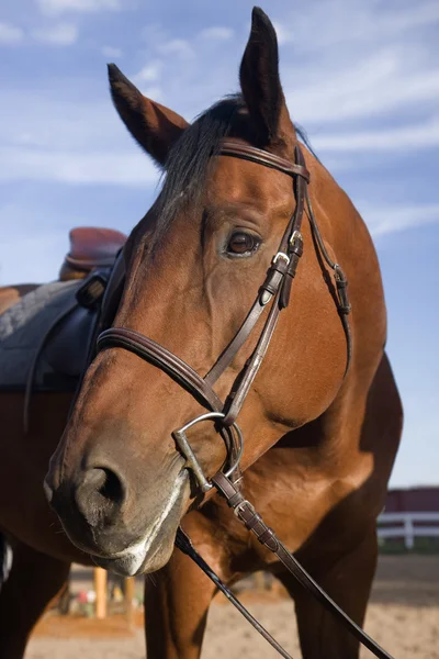 Retrato de caballo de bahía después del entrenamiento de salto —  Fotos de Stock