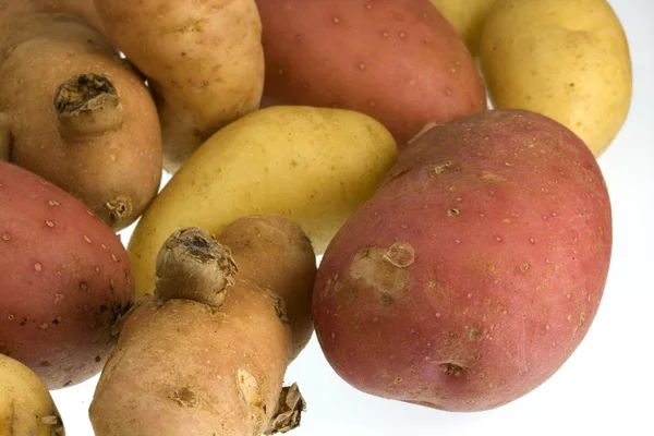 Fingerlinga ziemniaki — Zdjęcie stockowe