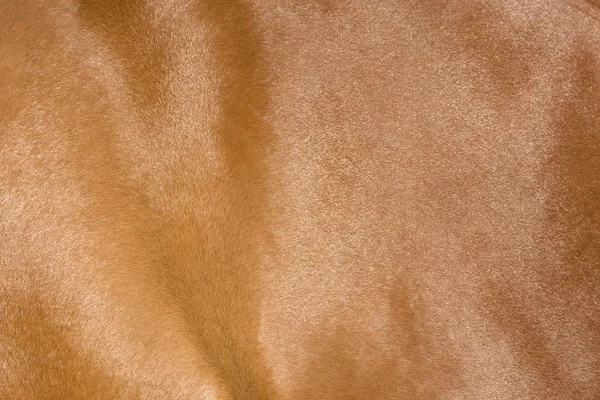 Samenvatting van een baai paard huid — Stockfoto
