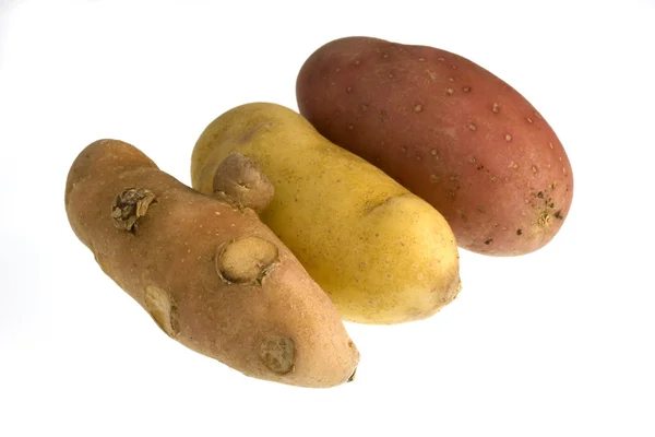 Three new fingerling potateos — Stock Photo, Image