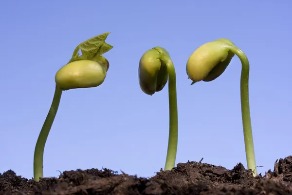 Three bean sprouts against blue sky — Stock Photo, Image