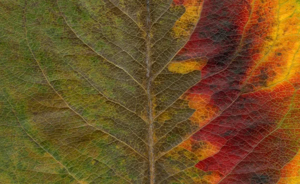 Z zielonego na czerwony - liść streszczenie — Zdjęcie stockowe
