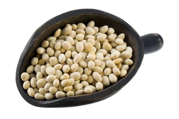 Scoop of white navy beans — Stock Photo, Image