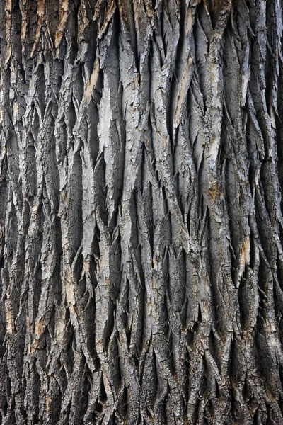 Tronco de árvore de algodão gigante — Fotografia de Stock