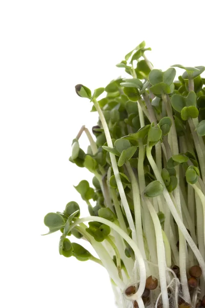 Brotes de brócoli en crecimiento —  Fotos de Stock
