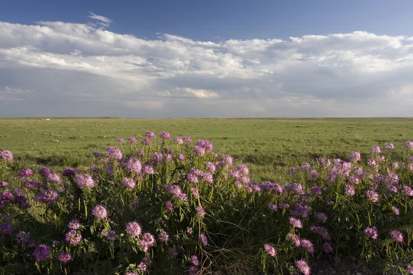 Flores silvestres y pradera de hierba corta — Foto de Stock