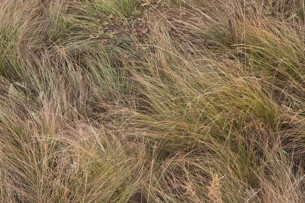 Висока гірська лугова трава — стокове фото