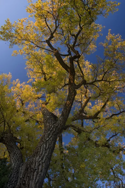 Óriás faféle arany levelekkel — Stock Fotó
