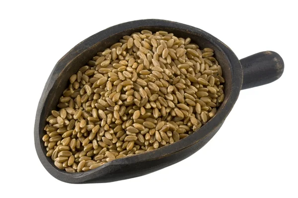 Scoop of hard red winter wheat — Stock Photo, Image