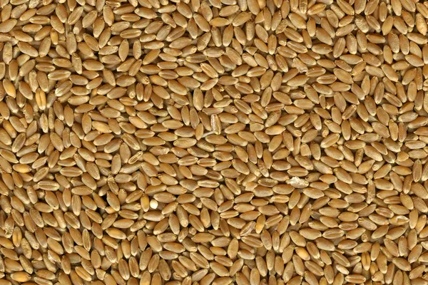 硬红冬小麦籽粒 — 图库照片