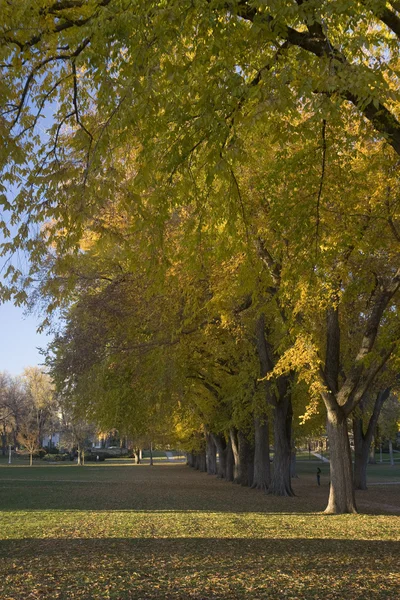 Amerikaanse elm bomen in goud vallen kleuren — Stockfoto
