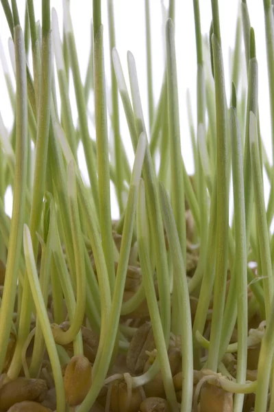 Hard red winter wheat sprouts — Stock Photo, Image
