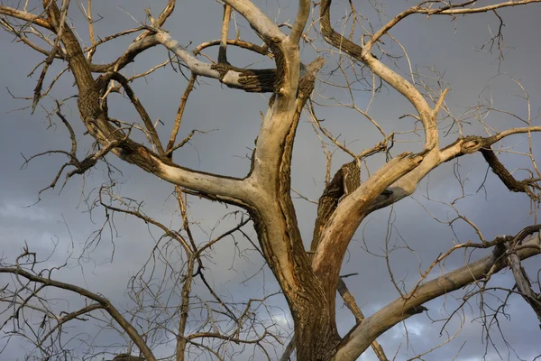 죽은 미루나무 나무 — 스톡 사진