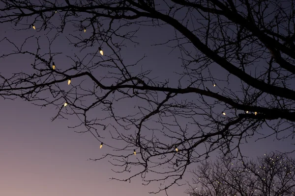 Κλαδιά δέντρου με Χριστουγεννιάτικα φώτα για — Φωτογραφία Αρχείου